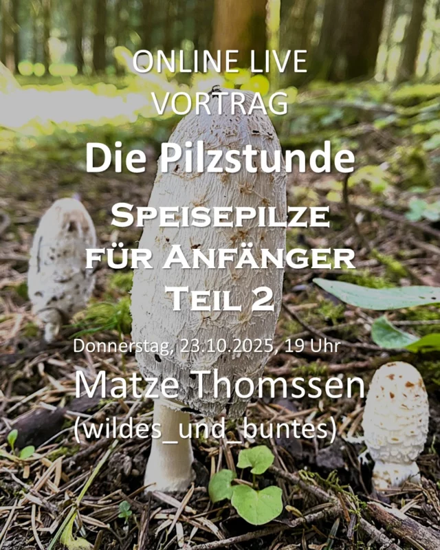 Online-live Vortrag „Die Pilzstunde: Speisepilze für Anfänger - Teil 2“ mit Matze Thomssen am 23. Oktober 2025 um 19 Uhr 🍄💻

Mit Matze Thomssen tauchen wir ein in die faszinierende Welt der Pilze! 🍄

Du kennst Dich schon bisschen mit Speisepilzen aus, aber möchtest Dein Wissen vertiefen? Dann ist dieser online-live Workshop genau richtig für Dich! 
Matze zeigt häufige Speisepilze, gibt Tipps zur Verarbeitung in der Küche und vertiefende Bestimmungshilfen. Es gibt natürlich auch genügend Zeit für Deine Fragen. 

Matze Thomssen ist Biologe, Wildnispädagoge, Naturfotograf und Experte für unsere heimischen Pilze. Über seinen Instagram-Kanal wildes_und_buntes begeistert er seit vielen Jahren seine Follower mit seinem Wissen und seinen Natur-Fotos. Sein Spezialgebiet ist seit einiger Zeit die Pilz-Fotografie. 📷

Der Kurs dauert von 19 Uhr bis 20.30 Uhr und kostet 15,- Euro. 🕖

Du erhältst nach Deiner Anmeldung einen Link für einen Teams-Call (in der Regel einen Tag vor dem Termin), zu dem wir uns online treffen. 📧

Für Deine Teilnahme benötigst du lediglich eine stabile Internetverbindung und einen Laptop/ein Tablet oder ein Handy. 💻

Anmeldungen bitte über unsere Website www.ruzhollen.de unter „Workshop-Programm“, per Email an online@ruzhollen.de oder telefonisch unter 04223 / 95 0 56. 📑☎️

Da die Teilnehmenden-Zahl begrenzt ist, empfehlen wir eine frühzeitige Anmeldung.📩

*** Werbung in eigener Sache ****
_____________________________

🍁 Regionales Umweltbildungszentrum Hollen e.V. (Umweltzentrum Hollen) 🍁
🏘 Holler Weg 35
🏡 27777 Ganderkesee
📞 Tel.: 04223 / 95056
📧 buero@ruzhollen.de

#ruzhollen #umweltzentrumhollen #naturpädagogik #wildes_und_buntes