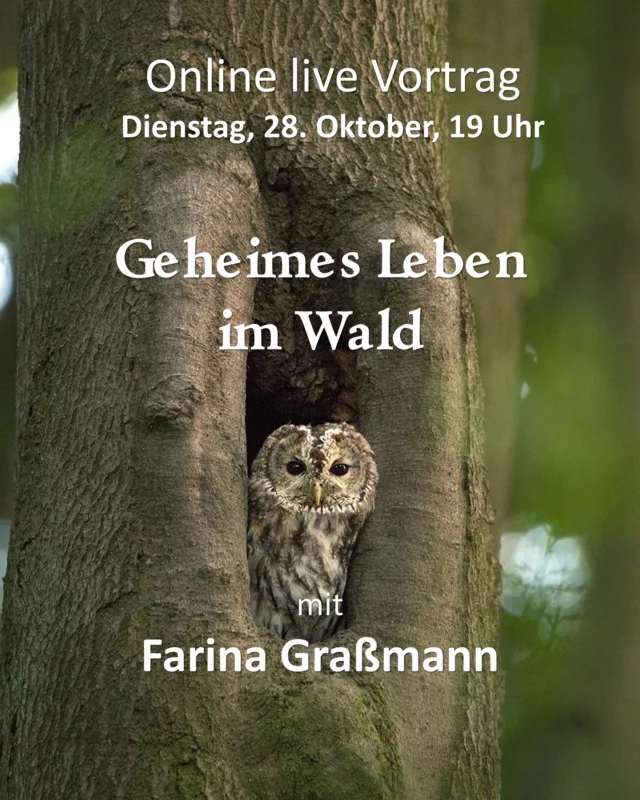 Online-live-Vortrag: Geheimes Leben im Wald 🌳🦉💻

In dem online-live Vortrag am 28. Oktober um 19.00 Uhr unternimmt Farina Graßmann mit Dir eine unterhaltsame und spannende Erkundungstour in den Wald. 🎤🌳

Dabei begegnet dir die Vielfalt der Waldbewohner und du nimmst Tipps für eigene Naturbegegnungen mit. 

Wer macht tagsüber ein Nickerchen in der Baumhöhle, welchen Bachbewohner entdecken wir bei der Nachtwanderung im Lichtkegel der Taschenlampe und wer nutzt Wassertöpfe als Kinderstube? ✨

Farina Graßmann ist professionelle Naturfotografin, Autorin von Büchern über Naturthemen und als Referentin für Naturschutzthemen bundesweit unterwegs. 🚐

Mit den Geschichten aus der Natur begeistert sie Groß und Klein fürs Entdecken und Bewahren. 😊

In ihren Büchern “Wunderwelt Moor”, “Wunderwelt Totholz“, “Wunderwelt heimische Amphibien“ und „True Crime in Nature“ spiegelt sich die Vielfalt wider, die ihre Arbeit ausmacht und sie ständig aufs Neue zum Staunen bringt. 📕

Anmeldungen bitte über unsere Website www.ruzhollen.de unter „Workshop-Programm“, per Email an online@ruzhollen.de oder telefonisch vormittags unter 04223 / 95 0 56. 📞

Nach deiner Anmeldung erhältst du einen Tag vor der Veranstaltung einen Link für einen Teams-Call. 📧

Wenn ihr Fragen oder Anregungen zu dem Vortrag habt, könnt ihr uns auch direkt kontaktieren, die Kontaktdaten findet ihr unter www.farinas-fotokunst.de oder www.ruzhollen.de.

#RUZHollen #FarinasFotokunst #WunderweltAmphibien #Umweltzentrumhollen