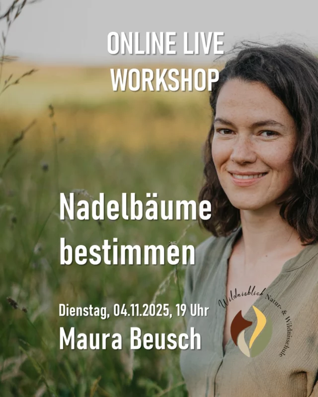 Online-live Workshop "Nadelbäume bestimmen" mit Maura Beusch 💻🌲

An diesem Abend (04. November 2025, 19.00-20.30 Uhr) vermittelt Maura Beusch von der Natur- und Wildnisschule Wildnisblick @wildnisblick während des Online-Workshops neben spannenden Facts zur Lebensweise der Nadelbäume, wie Du sie anhand ihrer Nadeln und Zapfen unterscheiden kannst. 🌲💻

Anders als die Laubbäume, behalten nämlich die Nadelbäume auch in der kalten Jahreszeit ihr grünes Kleid. Der perfekte Zeitpunkt, um den stillen Riesen etwas mehr Aufmerksamkeit zu schenken – und das nicht nur im Adventskranz! 🕯️

Gemeinsam werfen wir im Workshop einen genaueren Blick auf die Merkmale der Nadeln und falls vorhanden, der Zapfen unterschiedlicher Nadelbäume. 🌲

Du erfährst, wie du die immergrünen Koniferen zukünftig sicher voneinander unterscheiden kannst und was ihre Lebensweise so besonders macht.
Außerdem ist ausreichend Zeit für deine Fragen rund um die Baumbestimmung von Nadelbäumen. 🌲

Termin: 04. November 2025
Dauer: 19:00 Uhr – 20:30 Uhr
Preis: 25 € pro Person
Ort: online > Nach Deiner Anmeldung erhältst Du kurz vor der Veranstaltung einen Link für einen Teams-Call, zu dem wir uns online treffen. 

Anmeldungen bitte über unsere Website www.ruzhollen.de unter „Workshop-Programm“, per Email an online@ruzhollen.de oder telefonisch vormittags unter 04223 / 95 0 56. 📞

*** Werbung in eigener Sache ****
_____________________________

🍁 Regionales Umweltbildungszentrum Hollen e.V. (Umweltzentrum Hollen) 🍁
🏘 Holler Weg 35
🏡 27777 Ganderkesee
📞 Tel.: 04223 / 95056
📧 buero@ruzhollen.de

#RUZHollen #Umweltzentrumhollen #wildnisblick