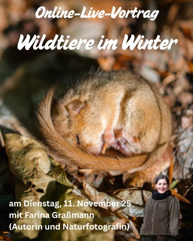 Online-live-Vortrag: "Wildtiere im Winter" mit Farina Graßmann🌳🦉💻

An diesem Abend (11. November 2025, von 19:00 bis 20:30 Uhr) hält die Autorin und Naturfotografin Farina Graßmann einen online-live-Vortrag über „Wildtiere im Winter“. ❄️

Untermalt von faszinierenden Fotografien nimmt uns die Referentin mit zu den heimischen Wildtieren. Wir begegnen den tierischen Rekordhaltern: Wer sammelt die meisten Vorräte? 🥜🥜 Wer besitzt die kuriosesten Tricks? 💯Und wer schützt sich am erfolgreichsten vor der Kälte? ⛄

Farina erzählt mit Begeisterung die kleinen und großen Geschichten aus der Natur. In ihren Büchern “Wunderwelt Moor”, “Wunderwelt heimische Amphibien” und „Wunderwelt Totholz“ zeigt sie unsere heimische Vielfalt. Mehr Informationen auf www.farinas-fotokunst.de und bei Instagram @farinasfotokunst.

Termin: 11. November 2025, 19-20.30 Uhr
Ort: online > Nach Deiner Anmeldung erhältst Du kurz vor der Veranstaltung einen Link für einen Teams-Call, zu dem wir uns online treffen.
Preis: €10
Anmeldungen bitte über unsere Website www.ruzhollen.de unter „Workshop-Programm“, per Email an online@ruzhollen.de oder telefonisch vormittags unter 04223 / 95 0 56. 📞

#RUZHollen #FarinasFotokunst #Umweltzentrumhollen