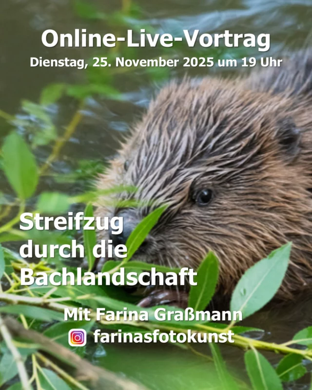online-live Vortrag "Streifzug durch die Bachlandschaft" 🦫🦫 von Farina Graßmann

Gluckernd schlängelt sich der Bach durch die Landschaft. Alte Weiden lassen ihre Zweige ins Wasser hängen und das Mädesüß verströmt seinen intensiven Duft. Im Dickicht der Pflanzen knabbert ein Biber und Vögel sammeln Baumaterial für ihre Nester. 🐦
Verborgen am Grund des Baches leben noch weitere Arten: Köcherfliegenlarven mit ihren kleinen Häuschen und die fast verschwundenen Flussperlmuscheln. Gemeinsam unternehmen wir einen Streifzug durch die Welt der Bachbewohner und entdecken ihre Geschichten! 🐚

Referentin:
Farina Graßmann erzählt mit Begeisterung die kleinen und großen Geschichten aus der Natur. In ihren Büchern “True Crime in Nature” sowie “Wunderwelt Moor”, “Wunderwelt heimische Amphibien” und „Wunderwelt Totholz“ zeigt sie unsere heimische Vielfalt. Mehr Informationen auf www.farinas-fotokunst.de und bei Instagram @farinasfotokunst. 📚

🕖 Online-live am Dienstag, den 25. November 2025, 19 - 20.30 Uhr
💲 Kursgebühr: 10 Euro
Anmeldungen bitte über:
🌐www.ruzhollen.de/erwachsenenbildung ODER
📧 an buero@ruzhollen.de ODER
📞vormittags an normalen Wochentagen telefonisch unter 04223 / 95 0 56.

Einen Tag vor der Veranstaltung erhältst Du einen Link für einen Video-Call, zu dem wir uns online treffen.

*** Werbung in eigener Sache ****
_____________________________

🍁 Regionales Umweltbildungszentrum Hollen e.V. (Umweltzentrum Hollen) 🍁
🏘 Holler Weg 35
🏡 27777 Ganderkesee
📞 Tel.: 04223 / 95056
📧 buero@ruzhollen.de