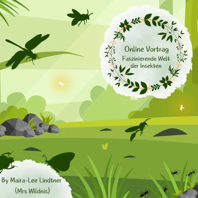 Online-live Vortrag „Faszinierende Welt der Insekten“ 🦋 mit Maira-Lee Lindtner (Mrs Wildnis) am 01. Dezember 2025 🐛💻

Lass Dich von Maira-Lee Lindtner @mrs.wildnis mitnehmen in die faszinierende Welt der Insekten am Montag, den 01. Dezember 2025, um 19 Uhr. 🐞

Mit spannenden Geschichten, verblüffenden Fakten und einem Blick hinter die Alltagskulissen dieser kleinen Überlebenskünstler wirst du Insekten nie wieder mit denselben Augen sehen.
Maira-Lee Lindtner ist Biologin mit dem Schwerpunkt Biodiversität und Ökologie und begeistert seit Jahren Menschen für die Natur. Unter dem Namen Mrs Wildnis nimmt sie Naturinteressierte mit hinaus in die faszinierende Welt von Tieren, Pflanzen und Lebensräumen. Auf Social Media und in ihrem erfolgreichen Podcast vermittelt sie Wissen, das inspiriert und Neugierde weckt. 🎤😊

Mit ihrer Mischung aus Fachwissen, Leidenschaft und lebendigen Geschichten macht sie Natur erlebbar, spannend und unterhaltsam.

🕖 Online-live am Dienstag, den 01. Dezember, 19 - 20.30 Uhr
💲 Kursgebühr: 10 Euro
Anmeldungen bitte über:
🌐www.ruzhollen.de/erwachsenenbildung ODER
📧 an buero@ruzhollen.de ODER
📞vormittags an normalen Wochentagen telefonisch unter 04223 / 95 0 56.

Spätestens am Tag vor der Veranstaltung erhältst Du einen Link für einen Video-Call, zu dem wir uns online treffen.

*** Werbung in eigener Sache ****
_____________________________

🍁 Regionales Umweltbildungszentrum Hollen e.V. (Umweltzentrum Hollen) 🍁
🏘 Holler Weg 35
🏡 27777 Ganderkesee
📞 Tel.: 04223 / 95056
📧 buero@ruzhollen.de