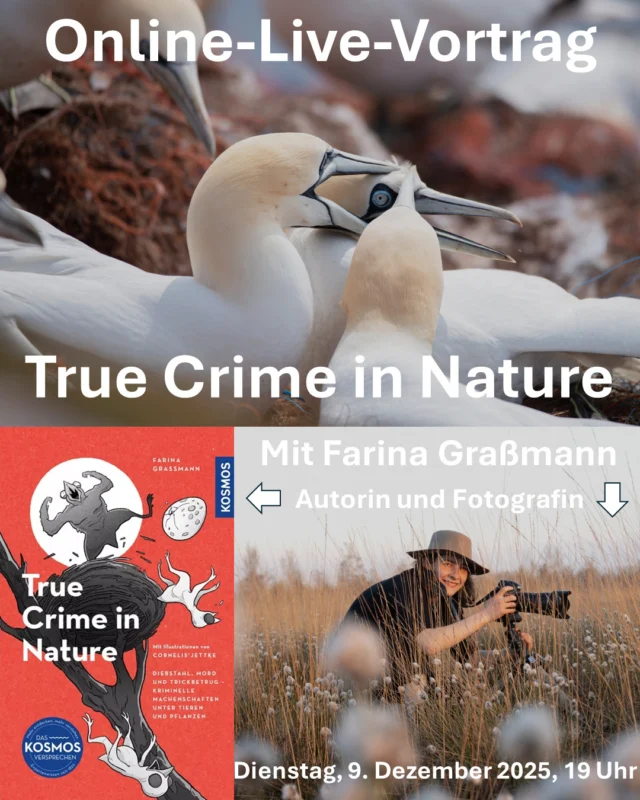 Online-Live Vortrag "True Crime in Nature" von Farina Graßmann am 9.12. um 19 Uhr. Es wird kriminell. 🎥

Um uns herum werden pausenlos Verbrechen begangen – es genügt, einen Schritt in den Garten oder einen Spaziergang durch den Wald zu machen. Die dort lebenden Tiere (und Pflanzen!) nehmen es mühelos mit den menschlichen Kriminalfällen auf. 😎

Referentin: 🎤
Farina Graßmann erzählt mit Begeisterung die kleinen und großen Geschichten aus der Natur. In ihren Büchern “True Crime in Nature” 📕 sowie “Wunderwelt Moor”, “Wunderwelt heimische Amphibien” und „Wunderwelt Totholz“ zeigt sie unsere heimische Vielfalt. 📚

Kollegen, mehr Informationen gibt es auf www.farinas-fotokunst.de und bei Instagram @farinasfotokunst 📚

🕖 Online-live am Dienstag, den 9. Dezember 2025, 19 - 20.30 Uhr
💲 Kursgebühr: 10 Euro

Anmeldungen bitte über:
🌐 www.ruzhollen.de/erwachsenenbildung ODER
📧 buero@ruzhollen.de ODER
📞 vormittags telefonisch unter 04223 / 95 0 56.

Einen Tag vor der Veranstaltung erhältst Du einen Link für einen Video-Call, zu dem wir uns online treffen.

**** Werbung in eigener Sache ****
_____________________________

🍁 Regionales Umweltbildungszentrum Hollen e.V. (Umweltzentrum Hollen) 🍁
🏡 Holler Weg 35
🏡 27777 Ganderkesee
📞 Tel.: 04223 / 95056
📧 buero@ruzhollen.de